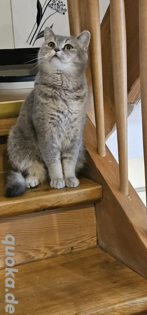 3 Jährige BKH Katze in liebe volle Hände Abzugeben