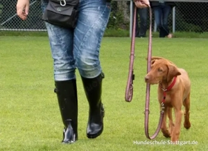 Hundetraining Stuttgart: Kurs für Junghunde & Pubertiere   Start am Wochenende!