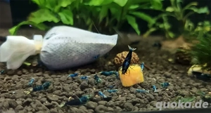 Garnelen Ocean Blue Caridina Gruppe + Lubao und Bananenblätter 