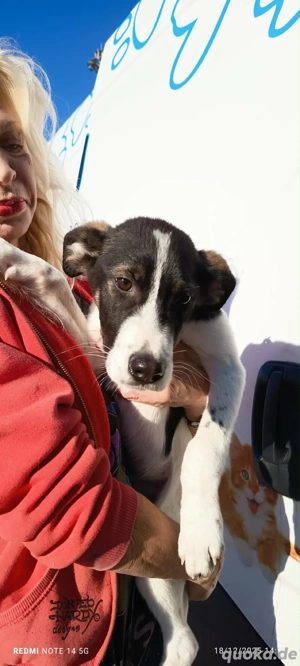 Zuckersüsser Mischlingsjunge Mars