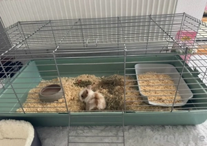 Zwergkaninchen dringend abzugeben