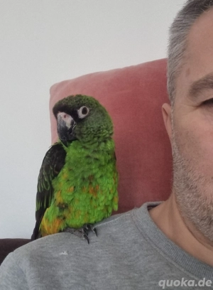 Geüner Kongopapagei 