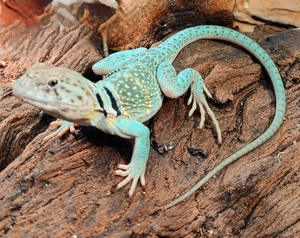 Halsbandleguan Crotaphytus Collaris Männchen