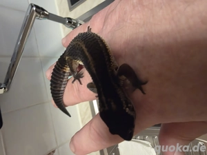 Leopardgecko Black Night 0.1