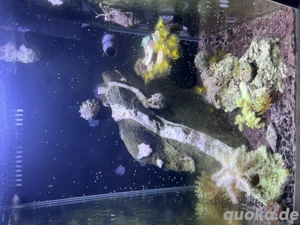 Meerwasser Nanoaquarium 