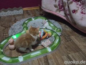 Mix-Kitten (Perser- Main coon)