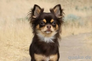 Chihuahua Hundebetreuung   Hundesitter