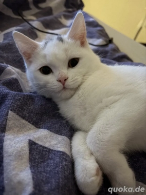 British Kurzhaar kater 5 monate alt 