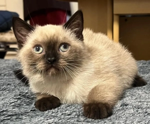 BKH Katzen suchen ein liebevolles zu Hause 