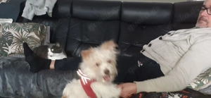 Diese shizu Hündin sucht neues Zuhause 