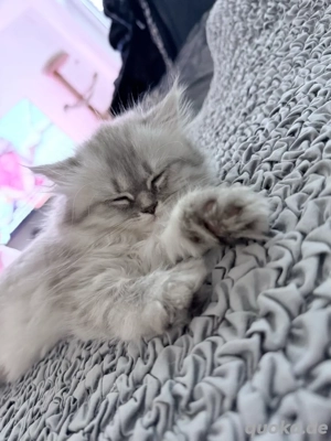 Britisch Kurzhaar Kitten BKH BLH