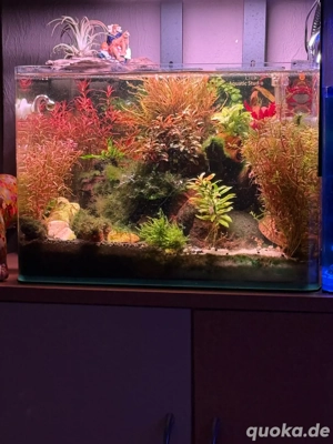 Pflanzen und Fischbesatz abzugeben nur komplett 