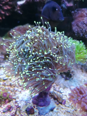 Meerwasser Korallen Euphyilia 