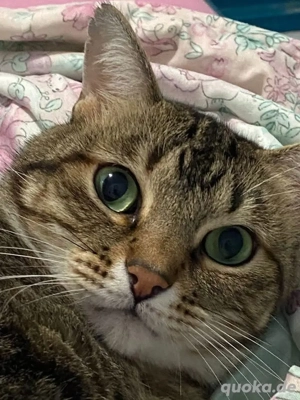 Reinrassige Britisch Kurzhaar Whiskas Tabby-Kätzchen