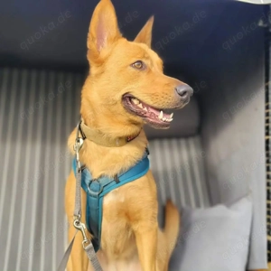 Raya - ist intelligent