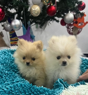 Zwergspitz Pomeranian Welpen(klein)