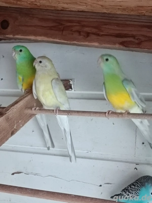 Singsittich Zuchtpaar und Junghähne 