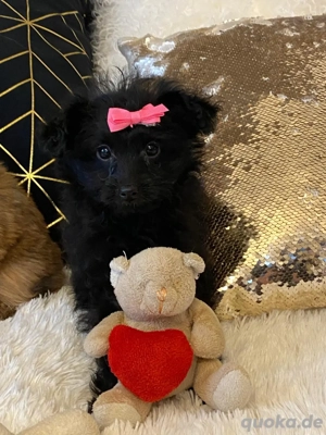 Mini Yorkshire Welpen Mix