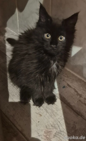 Maine Coon zu verkaufen 