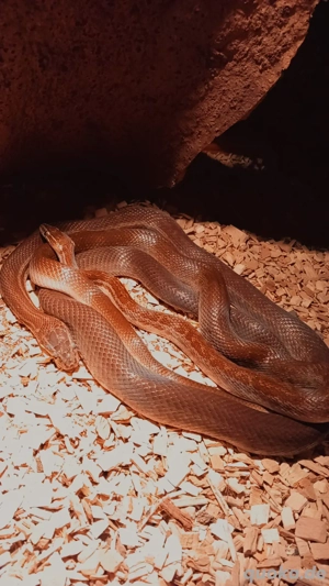 Afrikanische hausschlangen 