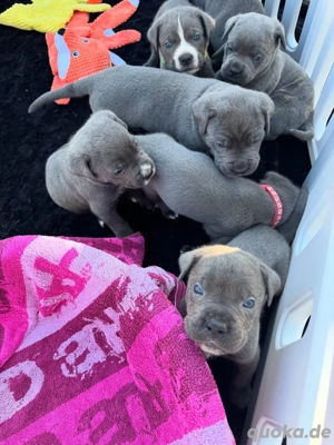 Cane Corso Welpen verfügbar (WhatsApp) 4917668441254