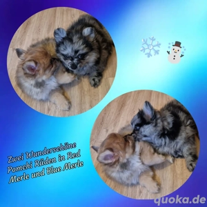 Wunderschöne Pomchi Rüden sind Auszugsbereit 