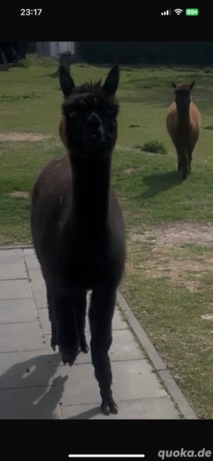 Huacaya-Stute  Nora  Bild 2