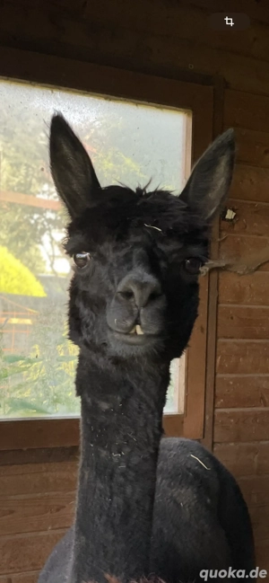 Huacaya-Stute  Nora  Bild 5