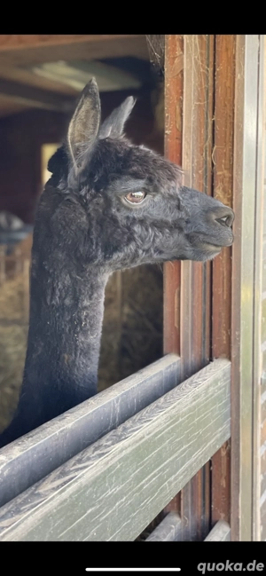 Huacaya-Stute  Nora  Bild 4