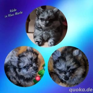 Wunderschöner Blue Merle Pomchi Rüde ist Auszugsbereit 