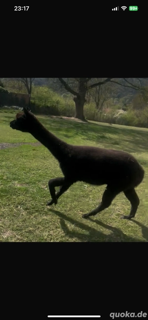 Huacaya-Stute  Nora  Bild 3