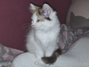 Mix-Kitten (Perser- Main coon)