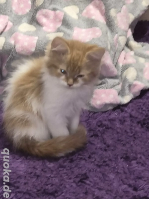 Mix-Kitten (Perser- Main coon)