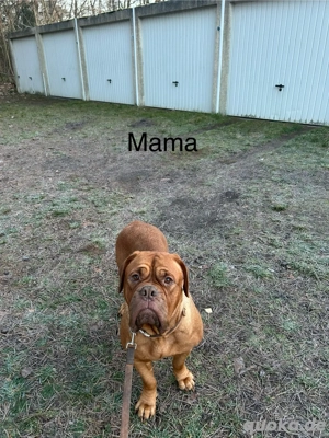 Abgabebereit Welpen aus hobby zucht 