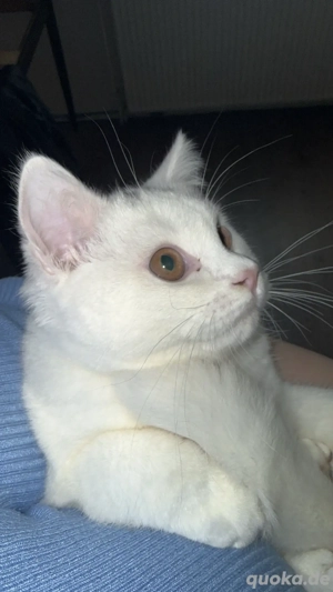 DRINGEND britische kurzhaar 