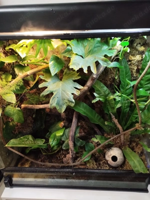 2 Korallenfinger-Laubfrösche mit Paludarium (Vivarium) von Exo-Terra