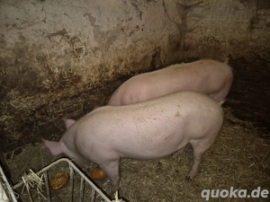 Schwein Hausschwein Schlachtschwein