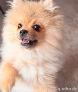 Pomeranian Welpe   gesund, EU-Heimtierausweis, Zubehör inklusive