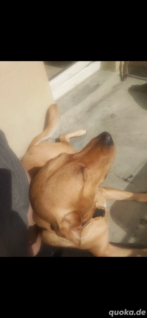 Labbi sucht neues Zuhause.