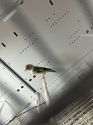 Stieglitz Major weibchen abzugeben oder tauschen gegen ein männlich