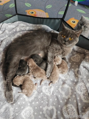 Britisch kurzhaar Kitten   