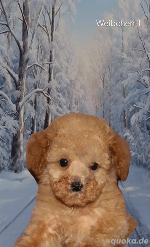 Zwergpudel Hündin und Rüde 