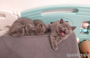 BKH Kitten  Reinrassig 