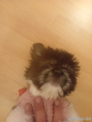 Sissi Welpe 14 Wochen alt