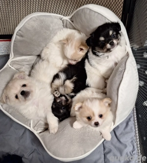 Pomchi Welpen 