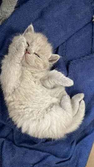 Britisch Kurzhaar Babykatzen 12 Wochen alt