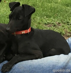 Italienisches Windspiel Hündin Welpe in schwarz Geb.05.2025