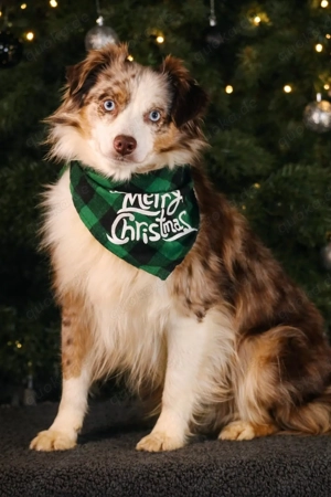Mini Australian Shepherd Deckrüde, Mini Aussie 
