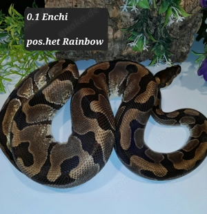 1.1 Enchi pos. 66% het Rainbow