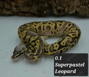 Verschiedene Königspythons